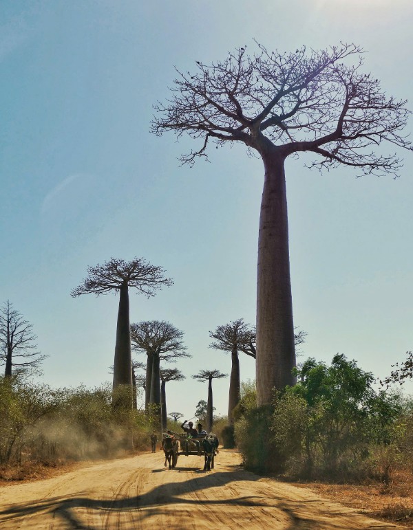 Vẻ đẹp kỳ diệu của cây lộn ngược ở Madagascar qua lăng kính của du khách Việt - 3