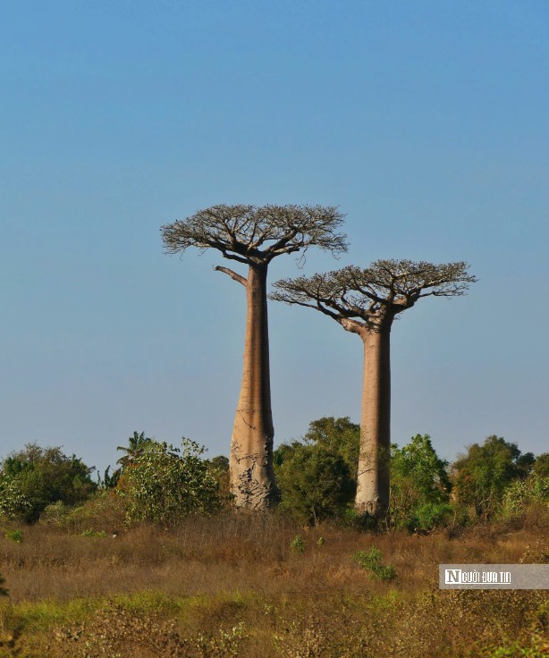 Vẻ đẹp kỳ diệu của cây lộn ngược ở Madagascar qua lăng kính của du khách Việt - 5