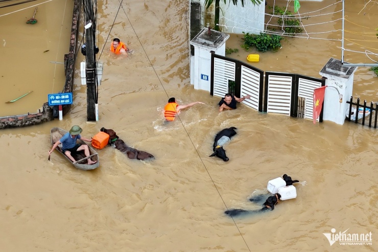 Cách thôn Hoà Bình khoảng 2km, thôn An Lạc là nơi ngập sâu nhất với nhiều nơi ngập tới 3-4m. Đến gần trưa 12/9, người dân nơi đây vẫn đang cố gắng di chuyển đàn bò đến nơi cao hơn.