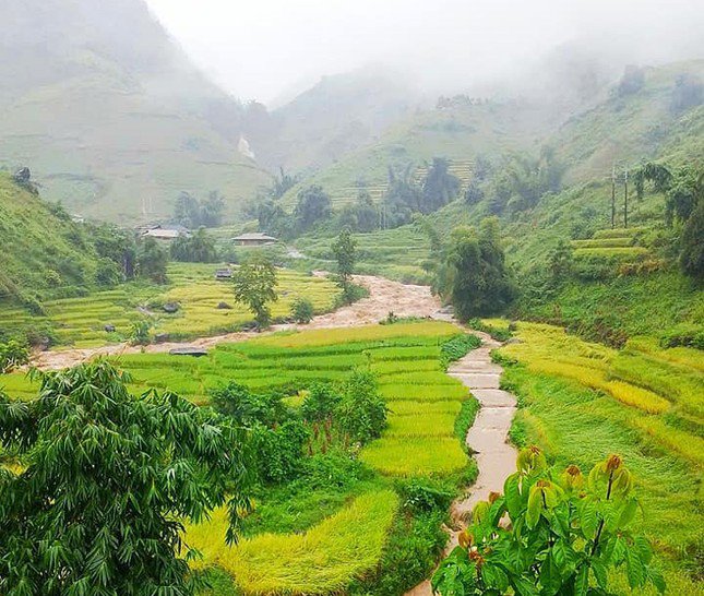 Các thửa ruộng bậc thang đẹp của Mù Cang Chải hầu như không bị ảnh hưởng đáng kể bởi mưa lũ. Ảnh: H Tồng.