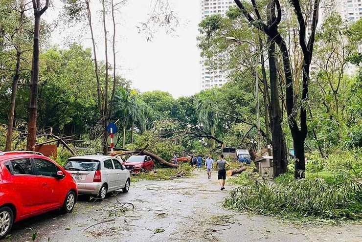 Cây đổ, cột điện đè lên xe ô tô do thiên tai gây ra bảo hiểm xử lý như thế nào? - 3