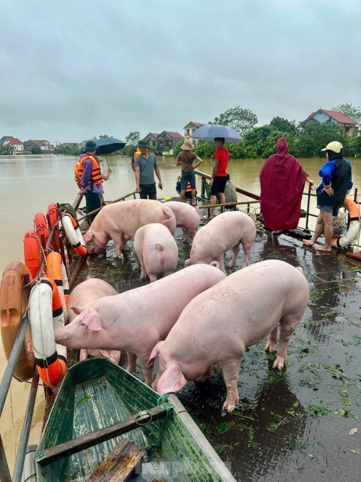 Vật nuôi, gia súc được người dân di chuyển đến nơi an toàn khi mực nước lên cao.