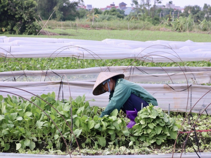 Bà Đỗ Thị Cảnh (52 tuổi, xã Tiền Phong) cho biết ngoài canh tác rau ở xã thì gia đình bà có thuê thêm 2 sào tại xã Nam Hồng để canh tác trồng cải ngọt. Theo bà Cảnh, bình thường mỗi sào có thể cho thu hoạch từ 7-8 tạ một vụ nhưng đợt này mưa lũ nhiều mỗi sào chỉ cho thu hoạch khoảng 2 tạ. Khu vực này thì không ngập nhưng gió tạt mạnh cây tan tác hết, thêm vào đó mưa to nhiều ngày, đất úng nên chúng tôi phải tranh thủ thu hoạch sớm để "vớt vát" được tí nào hay tí đó chứ thực ra lứa này phải 1 tuần nữa mới thu hoạch được", bà Cảnh cho hay.