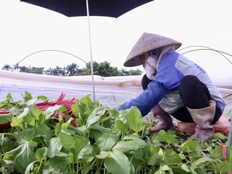 Bà Nguyễn Thị Hợp (xã Tiền Phong, huyện Mê Linh) cho biết, gia đình bà đợt này canh tác khoảng 3 sào ở khu vực này, những cũng bị hư hỏng gần hết, hôm trước tranh thủ đi ra đồng thu hoạch vội vớt vát được vài tạ, để sang hôm nay ra đã hỏng hết không thu hoạch được gì nên bà đi cắt thuê cho nhà người khác. "Giá rau xanh tại vườn chúng tôi bán đợt này tăng so với các đợt trước. Bình thường rau được mùa, chúng tôi bán chỉ được khoảng 1.500 - 2.000 đồng/kg, đợt nào hơn thì khoảng 5.000 - 6.000 đồng. Riêng đợt này giá rau lên đến 10.000 đồng/kg, hôm 11/9 đạt đỉnh là 14.000 - 15.000 đồng/kg" - bà Hợp cho biết.