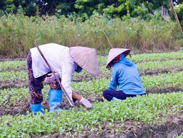 Tại các thửa ruộng cây còn nhỏ, người nông dân cũng đang phải đi nhổ bớt những cây dập, yếu để tạo không gian phát triển cho những cây khỏe mạnh. "Cứ tỉa thế này thôi còn không biết có sống được không", bà Thành chia sẻ.