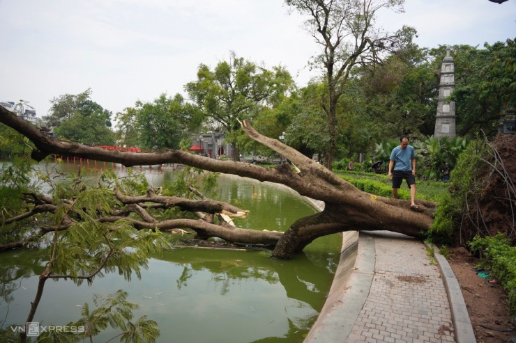 Trung tâm Hà Nội ngổn ngang cây đổ sau một tuần bão Yagi - 1