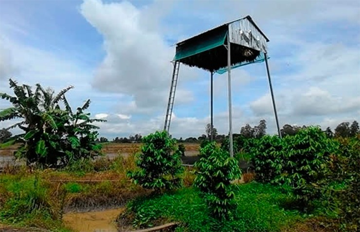 Vào mùa mưa phải che kín bằng lá bốn bên vách chuồng vừa làm ấm cho con dơi vừa tránh được mưa tạt vào làm ướt con dơi, ướt lá ổ. Vào mùa nắng nóng cần phải bỏ bớt lá thốt nốt trong ổ ra để con dơi được thoáng mát.&nbsp;
