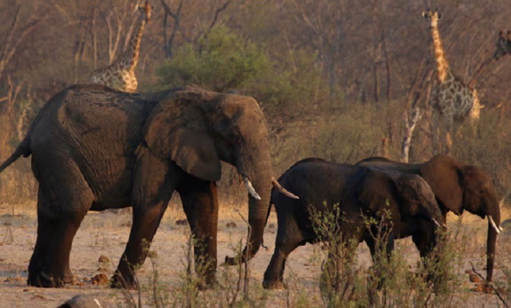 Voi và hươu cao cổ sinh sống ở Zimbabwe. Ảnh: Reuters.