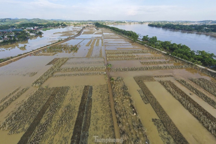 Sau nhiều ngày chìm trong biển nước, cánh đồng trồng rau trên địa bàn xã Tuy Lộc, thành phố Yên Bái dần hiện ra với một màu xám xịt của bùn đất, cây trồng đổ gãy ngổn ngang.