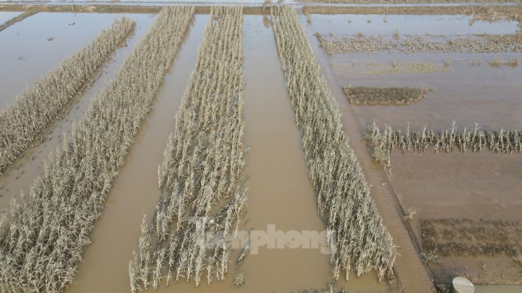 Vựa rau Yên Bái tan hoang sau lũ: &#39;Nhà không còn gì nữa&#39; - 4