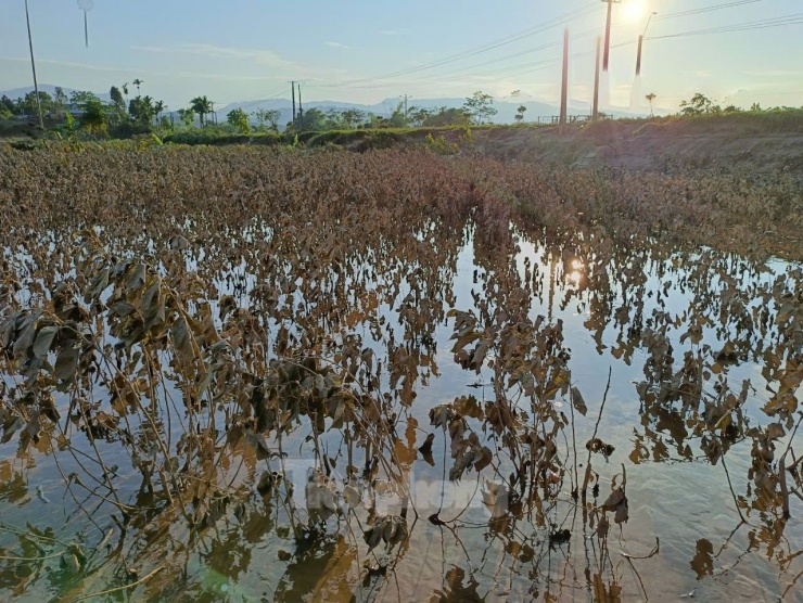 Phía cánh đồng đối diện xã Tuy Lộc, những vườn dâu, dong riềng... ở xã Y Can, huyện Trấn Yên cũng trơ trụi, úng nước.