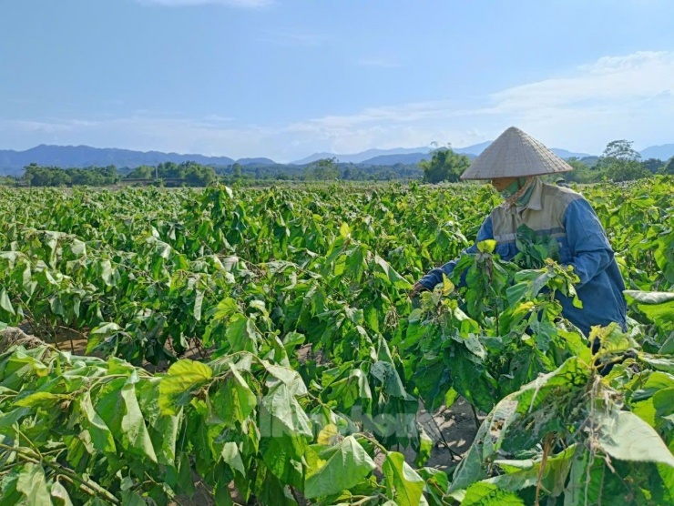 Chưa bao giờ từng thấy mưa lũ ghê gớm như năm nay, nước sông Hồng dâng cao, chảy cuồn cuộn vào đồng. Toàn bộ diện tích trồng cấy hoa màu bị mất trắng. Từ giờ đến cuối năm, mọi chi phí sinh hoạt trong gia đình phải trông chờ vào đứa con trai đi làm thuê xa nhà, ông Nguyễn Văn Lịch (ở thôn Quyết Thắng, xã Y Cận buồn bã nói.