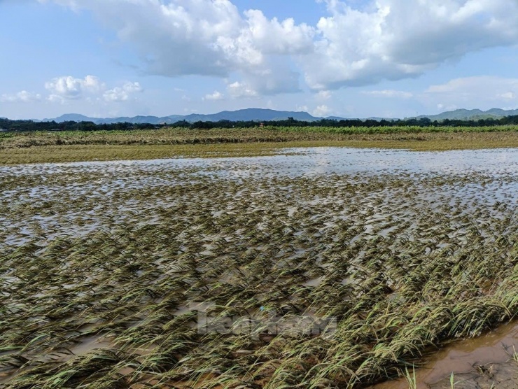 Đời sống của 90% người dân trong xã dựa vào sản xuất nông, lâm nghiệp, với tình trạng này, cuộc sống của bà con trong thời gian tới sẽ rất khăn, ông Trình cho biết thêm.