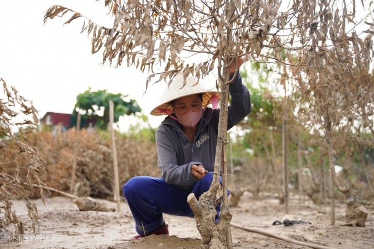 Làng đào Nhật Tân tan hoang sau lũ lịch sử - 7