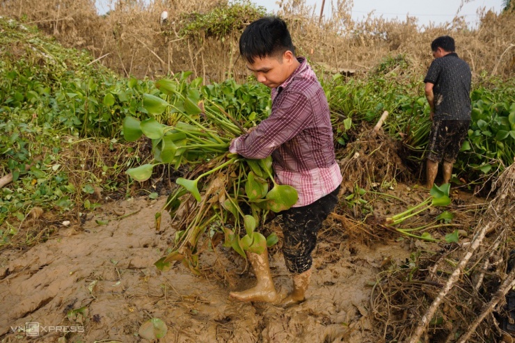 Làng đào Nhật Tân tan hoang sau lũ lịch sử - 9