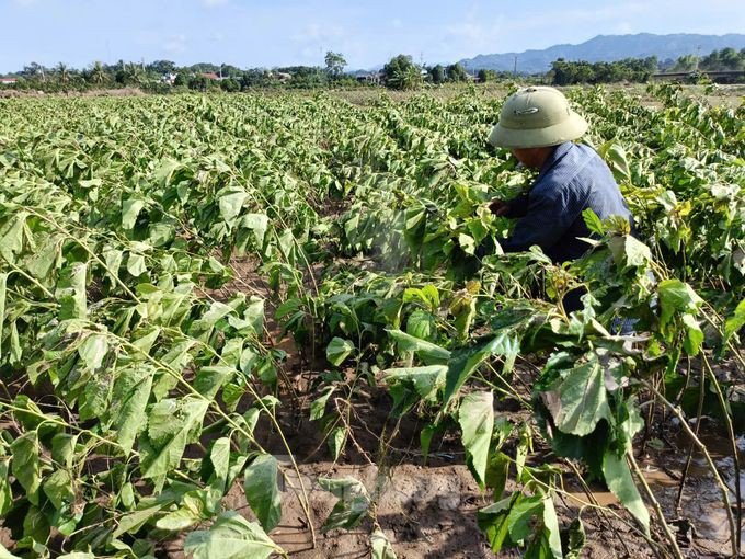 Vựa rau Yên Bái tan hoang sau lũ: &#39;Nhà không còn gì nữa&#39; - 9