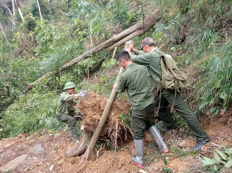 "Chắc chắn sẽ phải mất rất nhiều năm nữa Yên Tử mới có thể phục hồi được phong cảnh núi non hùng vĩ như trước đây. Cơn bão quá mạnh, thiệt hại quá lớn. Rất mong Yên Tử sớm phục hồi để du khách thập phương lại được chiêm ngưỡng màu xanh bạt ngàn của rừng thiêng", một du khách đến từ Hà Nội nói.