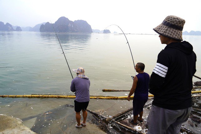 "Mấy ngày đầu đi câu để mang về ăn nhưng số lượng cá nhiều quá, anh em chúng tôi thống nhất bán rẻ lại cho ngư dân nuôi biển để họ vực dậy kinh tế. Chỉ cần mang ra chợ bán nhanh cũng được hơn 200 nghìn đồng/1kg cá song. Nhưng thấy thiệt hại của bà con quá lớn, nhiều anh em khi câu được cá còn mang trả lại cho chủ các lồng bè", anh Hà, một người câu cá chuyên nghiệp ở Hạ Long nói.