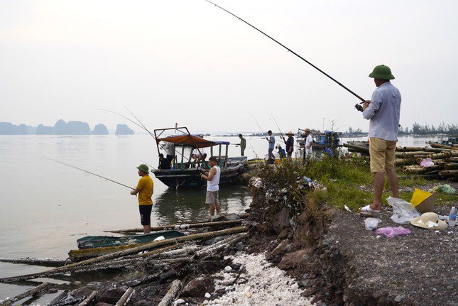 Với Hạ Long và Quảng Yên, ngư dân nuôi biển gần như mất trắng.