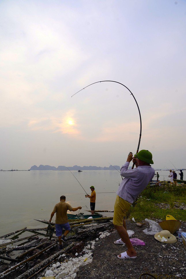 Bão YAGI đã tàn phá hầu hết các lồng bè nuôi biển của ngư dân, hàng nghìn tấn cá như cá song, cá vược, cá chim... bị sổng ra biển.