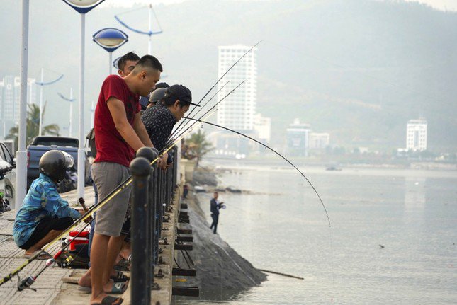 "Vì là cá nuôi nên khi bị sổng khỏi lồng sẽ rất khó kiếm được thức ăn ngoài tự nhiên. Hơn nữa mưa nhiều khiến nước biển nhạt đi làm cá bị sốc nước. Thời điểm này rất thích hợp để câu cá, chỉ cần chọn địa điểm thích hợp, quăng mồi ngồi đợi một lúc là cá cắn câu", anh Hoàng, một cần thủ khu vực biển Tuần Châu cho biết.