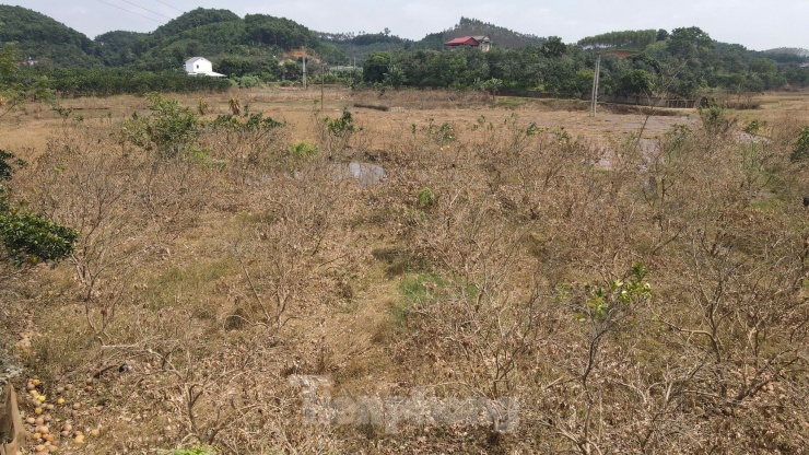 Tan hoang vùng bưởi &#39;tiến vua&#39; Yên Bái, nông dân lâm cảnh đường cùng - 1