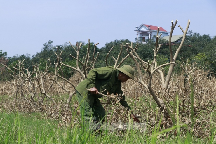 Tan hoang vùng bưởi &#39;tiến vua&#39; Yên Bái, nông dân lâm cảnh đường cùng - 6