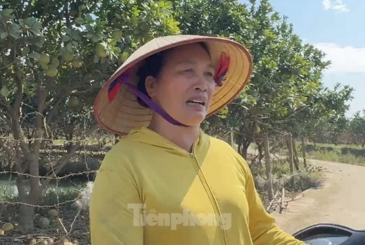 Cũng như ông Tá, bà Phạm Thị Yên (ở thôn Minh Thân, xã Đại Minh) vừa khóc, vừa nói, giờ gia đình trắng tay rồi. Chồng thì đang ung thư giai đoạn 4, nhà giờ không còn gì cả. Chỉ trông chờ hơn 100 gốc bưởi với 4 sào ruộng, nhưng đều chết trắng hết, không thể cứu vãn, không biết làm thế nào để vực dậy được.