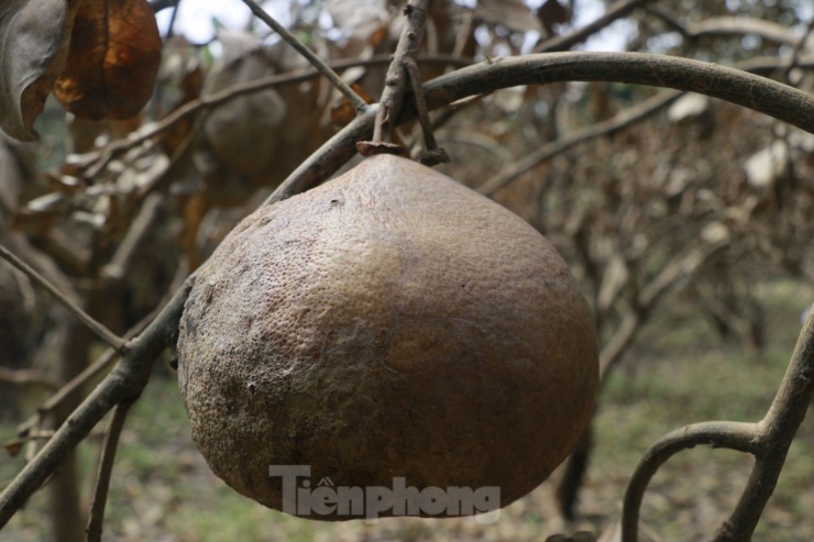 Tan hoang vùng bưởi &#39;tiến vua&#39; Yên Bái, nông dân lâm cảnh đường cùng - 13