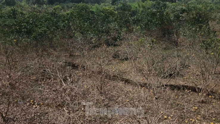 Tan hoang vùng bưởi &#39;tiến vua&#39; Yên Bái, nông dân lâm cảnh đường cùng - 16