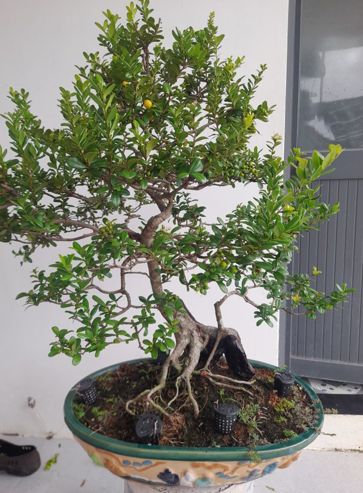 Những chậu bonsai hải châu mini có giá tiền triệu được ưa chuộng để trưng trong nhà hoặc ban công.
