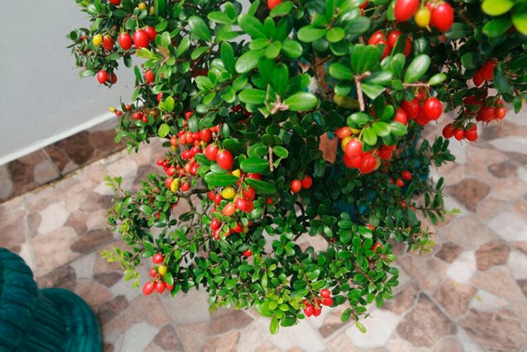 Đây là dòng bonsai quý hiếm, có hoa trắng muốt như những bông tuyết, trái đỏ&nbsp;như viên ruby nên những người chơi dòng cây cảnh này gọi là &#34;hòn ngọc Viễn Đông&#34;.
