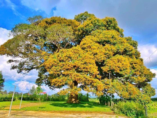 Vào mùa hoa nở, cây chỉ nở một bên. Ảnh: Hương Khê.