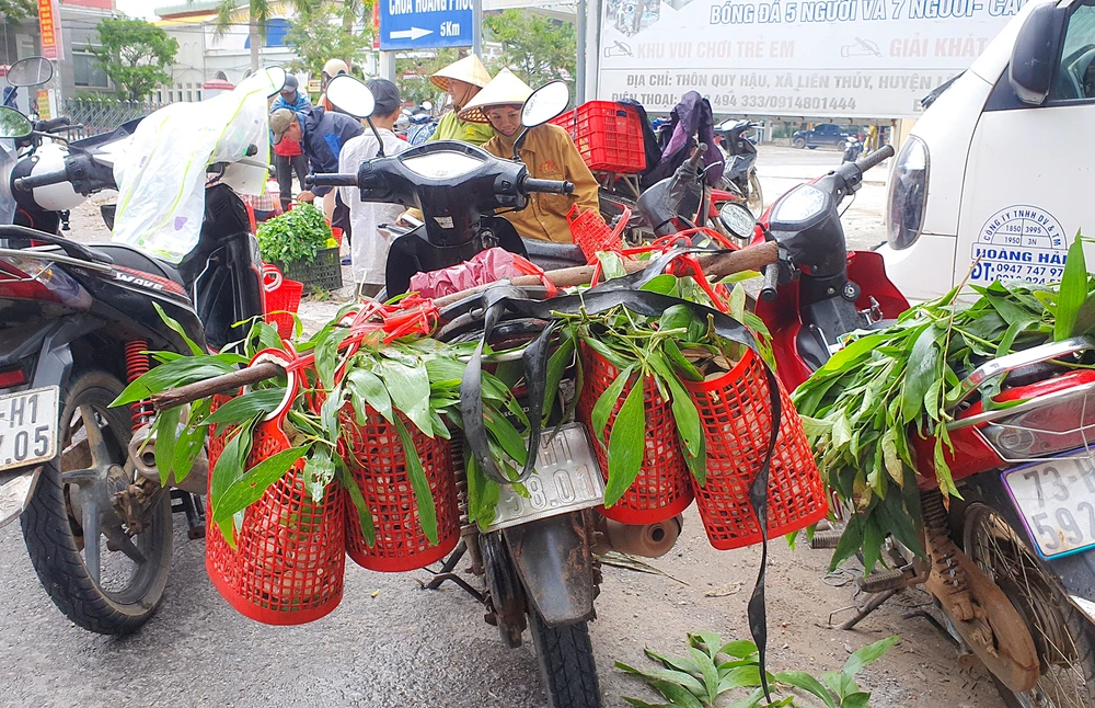 Vào mùa nấm tràm, người dân ở nhiều địa phương tại Quảng Bình thường vào rừng để hái nấm để kiếm thêm thu nhập. Ảnh: B.THIÊN