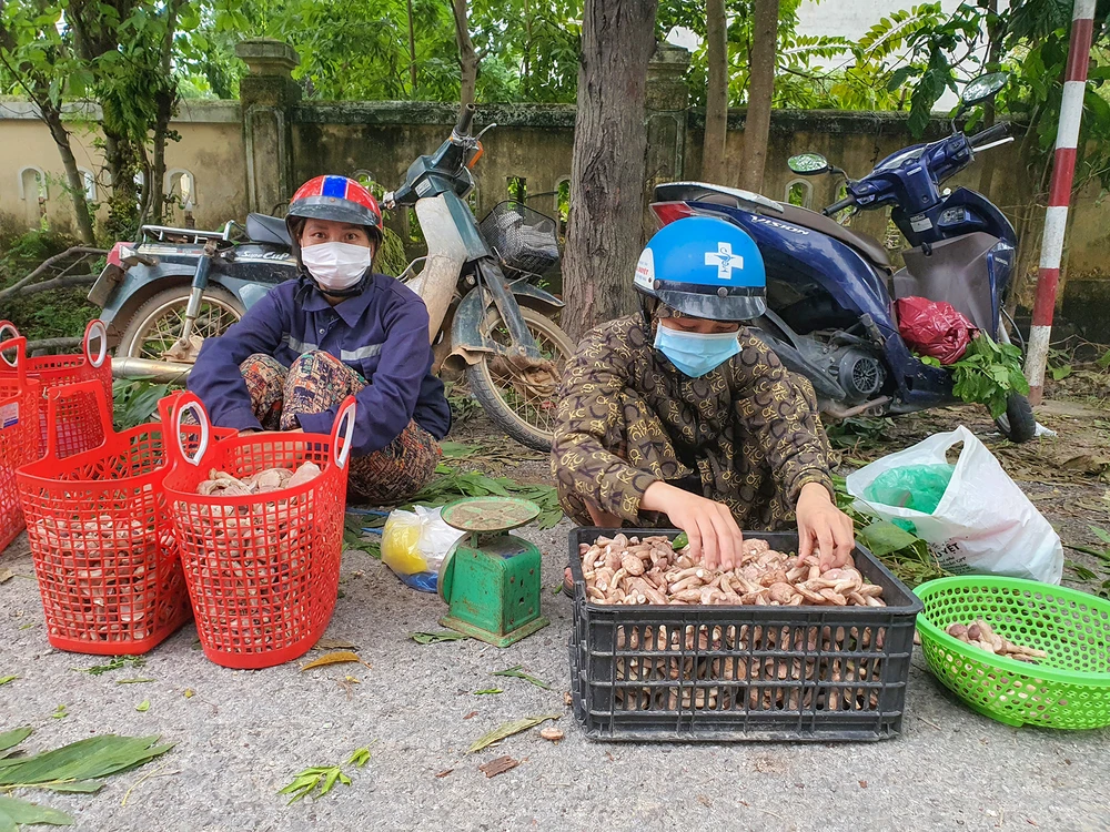 Mức giá thấp nhất cho mỗi kg nấm tràm rơi vào khoảng 30.000 đồng, có nhiều thời điểm giá loài nấm này lên đến 60.000 đồng/kg nếu đã qua sơ chế, cấp đông. Ảnh: B.THIÊN