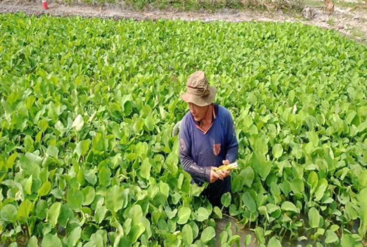 Cù&nbsp;nèo có thể chế biến thành nhiều món như cù nèo&nbsp;làm rau sống, bóp gỏi, xào tỏi, nấu canh chua, nhúng lẩu hoặc làm dưa chua cù&nbsp;nèo...&nbsp;
