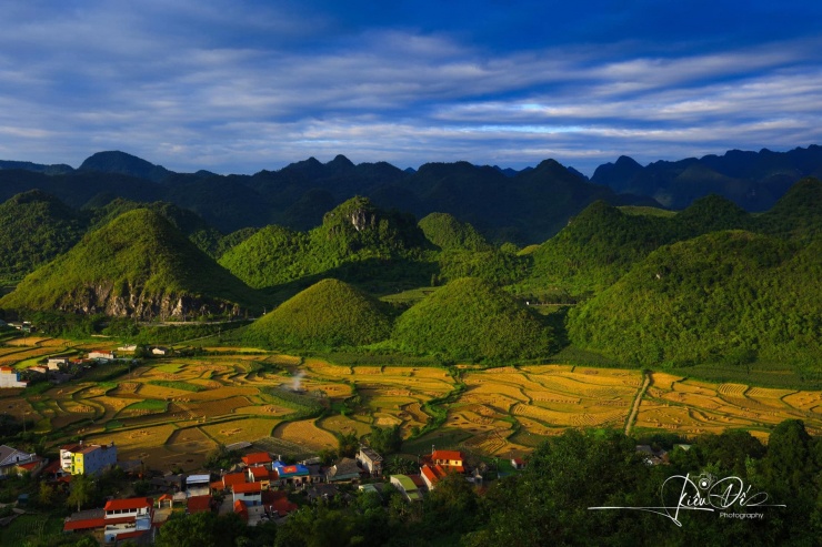 Trong khi ruộng bậc thang ở một số nơi mới ngả vàng hoặc còn xanh thì khu vực Núi Đôi (Quản Bạ, Hà Giang) đã bước vào mùa gặt