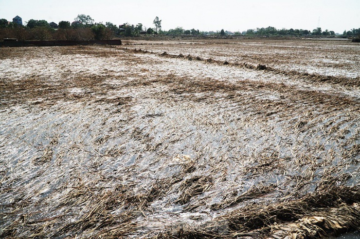 Chỉ tính riêng thôn An Lạc có khoảng 110 ha lúa bị ngập, 10 ha lúa bị đổ. Những nơi nước đã rút để trơ thân lúa thì toàn bộ cây đã ngả màu vàng úa vì ngập úng lâu ngày.