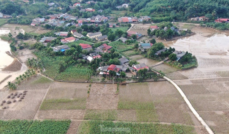 Sau cơn bão số 3, gần như toàn bộ vùng trồng dâu của huyện đã bị úng ngập, trong đó gần 700 ha bị ảnh hưởng nặng, tập trung tại các xã có diện tích lớn nằm ven sông Hồng như Việt Thành, Y Can, Đào Thịnh, Báo Đáp…