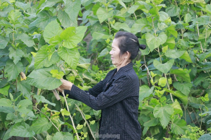 Đối với những diện tích dâu đang bị úng ngập, có khả năng hồi phục, người dân đang tiến hành khơi rãnh giữa các luống để tăng cường thoát nước ngập, chặt ngọn, tỉa bỏ lá dính bùn đất để nuôi ngọn non.