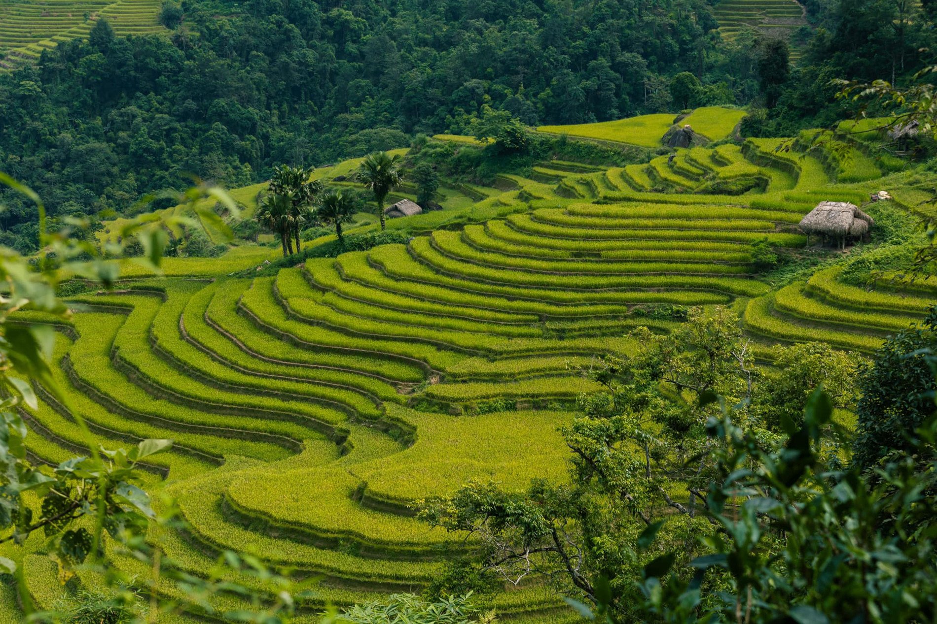 Mùa lúa ở Hà Giang vẫn vẹn nguyên sau bão số 3