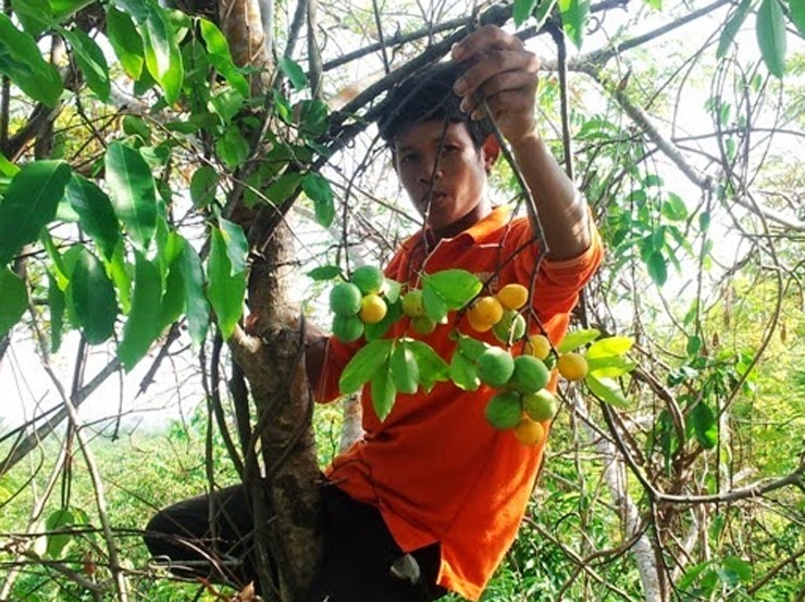 Người dân địa phương cho biết trái gùi chỉ rộ lên trong vòng 1-2 tháng, cây lại rất cao nên số lượng hái được không nhiều.
