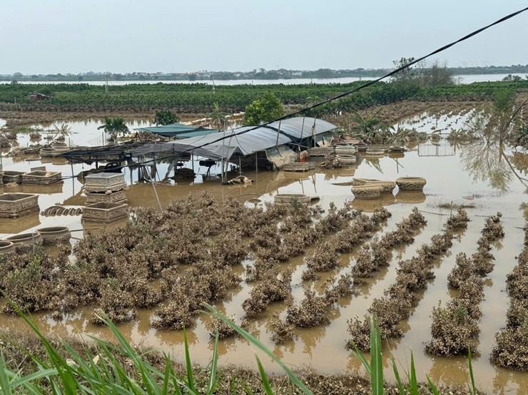 Nước lũ nhấn chìm nhiều khu vườn cây cảnh ở xã Xuân Quan&nbsp;(Văn Giang, Hưng Yên).