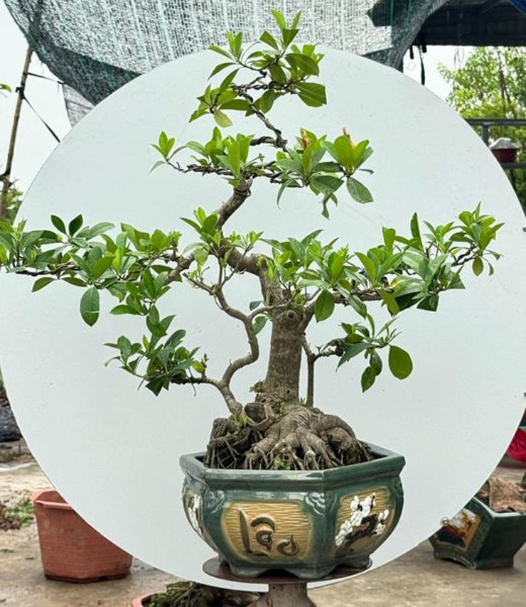 Trên thị trường, cây dành dành bonsai được bán với giá từ vài trăm nghìn đồng đến vài triệu đồng/chậu.
