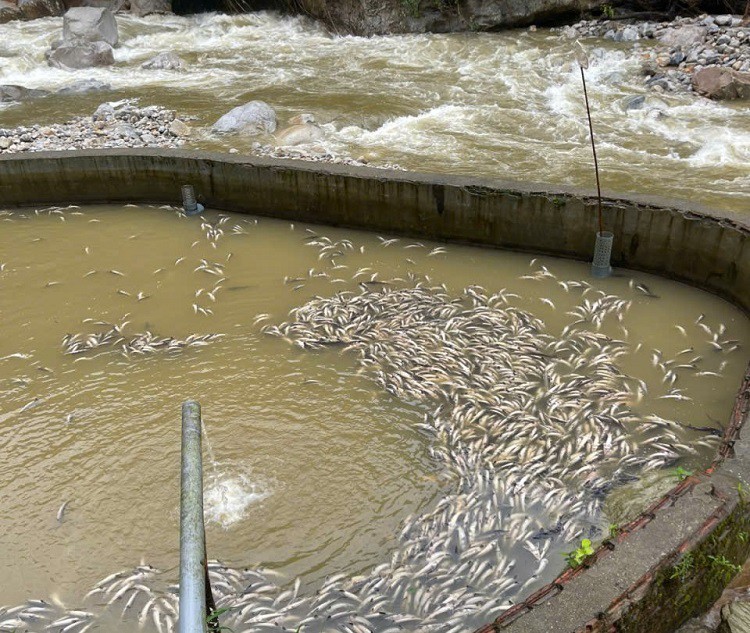 Ao nuôi cá tầm của gia đình anh Quẩy bị chết do mưa lũ gây ra.