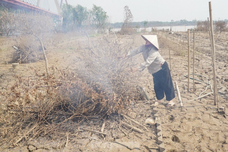 Ghi nhận PV Tiền Phong, sau gần 2 tuần nước rút, khung cảnh tại làng Nhật Tân bao trùm là khói của người dân mang cây đi đốt. Tiếng nổ lách tách của những cành cây khô báo hiệu một mùa đào tàn.