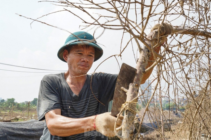 Người dân Nhật tân cho biết, hàng ngày, họ tỉ mỉ tưới nước, bón phân, tỉa cành, mong chờ những bông hoa đào nở rộ vào dịp Tết. Thế nhưng, cơn lũ bất ngờ đã cướp đi tất cả, để lại những gốc đào trơ trụi, khiến người dân làng đào trắng tay.