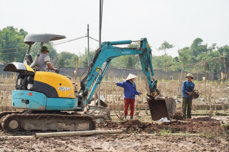 Dù thiệt hại nặng nề, người dân làng đào Nhật Tân vẫn không ngừng nỗ lực vực dậy. Nhiều gia đình đã thuê máy xúc đến xới đất để trồng vụ mới, quyết tâm giữ nghề đào truyền thống.