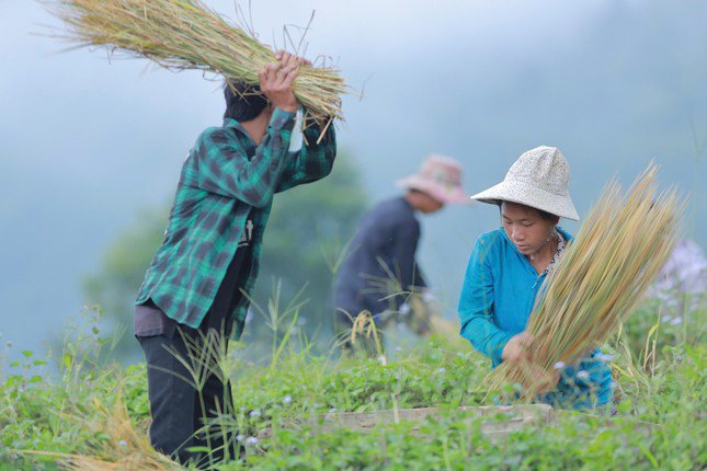 Lung linh mùa vàng trên rẻo cao Lai Châu