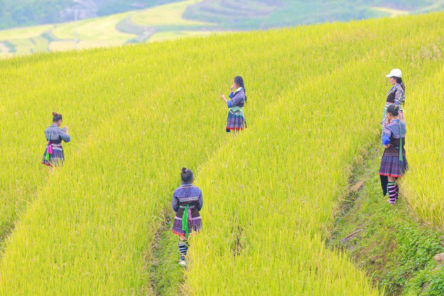 Lung linh mùa vàng trên rẻo cao Lai Châu